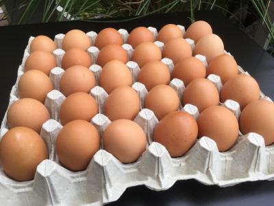 Tablette d’œufs (30 œufs)